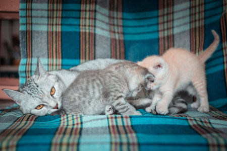 grey cat with small kittens.