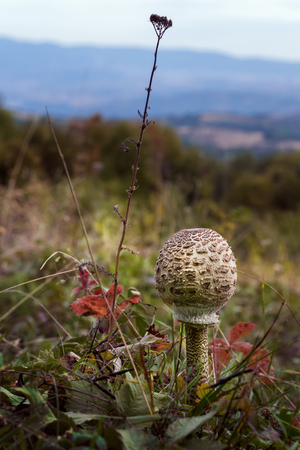The Parasol Mushroom (Macrolepiota procera or Lepiota procera) - edible mushroom, versatile in the kitchenの写真素材