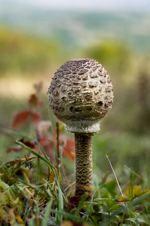 The Parasol Mushroom (Macrolepiota procera or Lepiota procera) - edible mushroom, versatile in the kitchenの写真素材