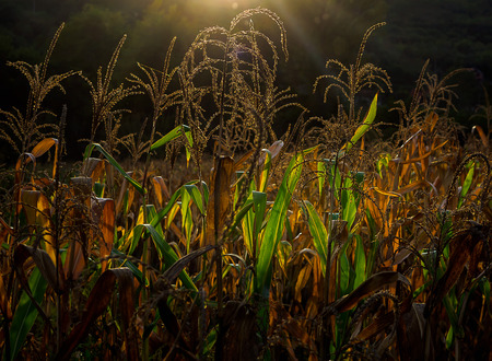 Corn field lit by a setting sunの写真素材