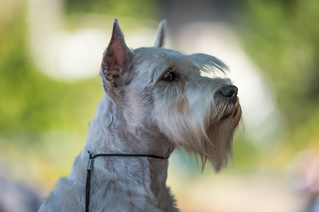 A small white salt Miniature Schnauzer dog ready for show. Distinctive for their beard and long, feathery eyebrowsの写真素材