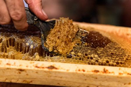 Beekeeping. The beekeeper removes the wax lids from honeycombs frames, preparing the frames for...