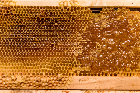 Bee Honeycomb Frame with unfinished Honey and parts of waxの写真素材