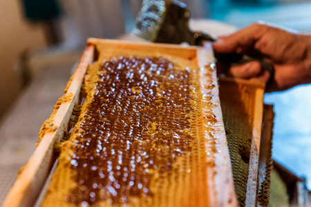 Beekeeping. The beekeeper removes the wax lids from honeycombs frames, preparing the frames for honey extractionの写真素材