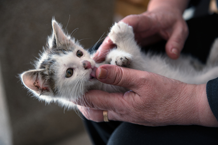 Beautiful street kitten saved to a local animal shelter waiting to be adopted into a  loving homeの写真素材