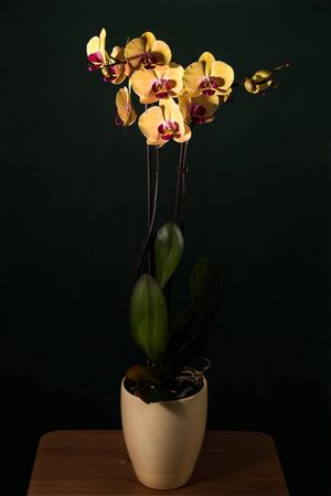 Beautiful tropical exotic Orchid with pink and yellow Moth Phalaenopsis flowers in a pot on dark backgroundの写真素材