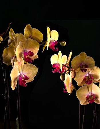 Beautiful tropical exotic Orchid with pink and yellow Moth Phalaenopsis flowers in a pot on dark backgroundの写真素材