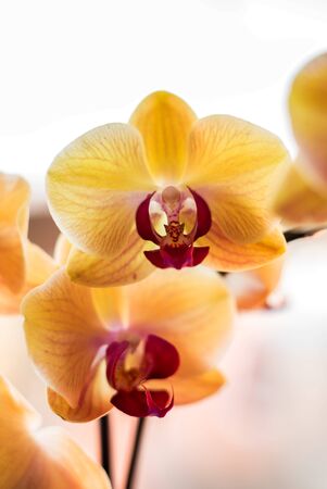 Beautiful tropical exotic Orchid with pink and yellow Moth Phalaenopsis flowers macro with selective focus, on a light backgroundの写真素材