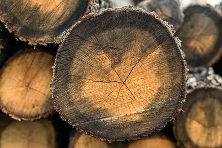 Wood logs for sale use in fire place at home stored on forest woods green biomass energyの写真素材