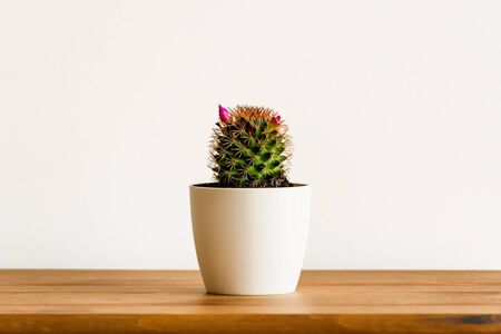 Cactus in a pot close-up. Cactus with thorns and pink flowers. Small cactus on a white background.の写真素材