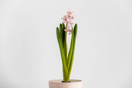 Hyacinth in a flowerpot on a light wall background. Beautiful young hyacinth flower with pink and white petals. A flower with many pink buds and beautiful green leaves.の写真素材