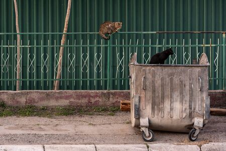 Two Stray Cats and a broken Dumpster in front of a green metal fence and a green metal wallの写真素材