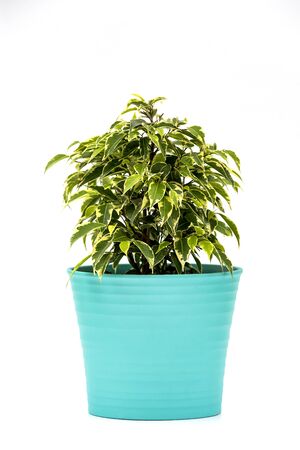 Ficus Kinky Houseplant in flowerpot on white background. Plant in a pot. Ficus Kinky tree Isolated on white backgroundの写真素材