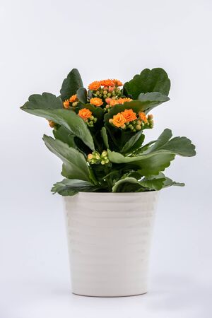 Flaming Katy plant with Orange Yellow flowers in a pot isolated on white backgroundの写真素材