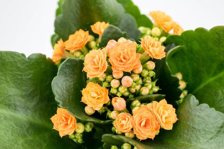 Flaming Katy plant with Orange Yellow flowers in a pot isolated on white background - Close Upの写真素材