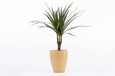 Dracena Marginata or Dragon Tree Plant - Houseplant in flowerpot on white background. Plant in a pot. Dracena Marginata Isolated on white backgroundの写真素材