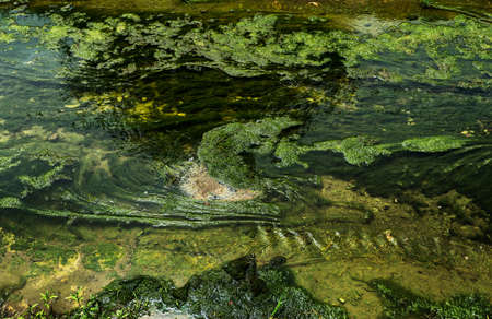 Green Conferva On The Shallow Canal Water Surface. A small river with grassy banks overgrown with grass, and duckweed on the waterの写真素材