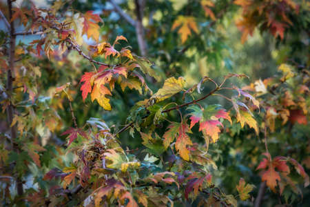 Colorful deciduous oak tree in autumn, oak tree foliage changes color during leaf fall, beautiful autumn 

nature at the beginning of autumn in the oak groveの写真素材