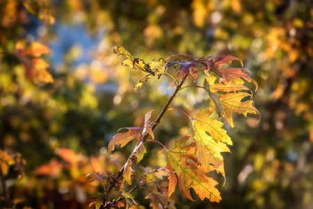 Colorful deciduous oak tree in autumn, oak tree foliage changes color during leaf fall, beautiful...