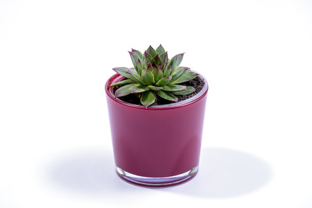 Sempervivum tectorum, commonly known as Common Houseleek in a purple flower pot on white background, Selective Focusの写真素材