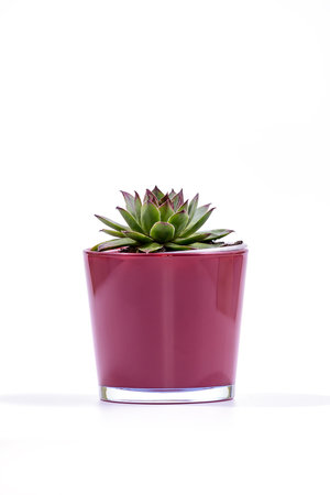 Sempervivum tectorum, commonly known as Common Houseleek in a purple flower pot on white background, Selective Focusの写真素材