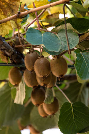 Organic Kiwi Fruit Growing on a branch in a Small Garden. Ripe Kiwi fruitの写真素材