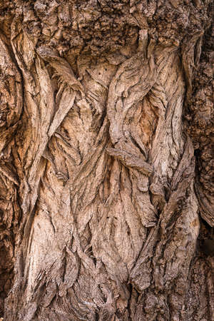 Carved texture of tree bark. The bark of a tree with cracks. wood texture, natural tree bark. DNatural background, bark of a tree that traces cracking.の写真素材