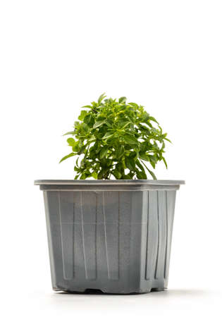 Fresh shoot basil in a pot isolated on whiteの写真素材