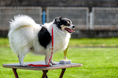 German Miniature Spitz at the dog show posing with his trophy.