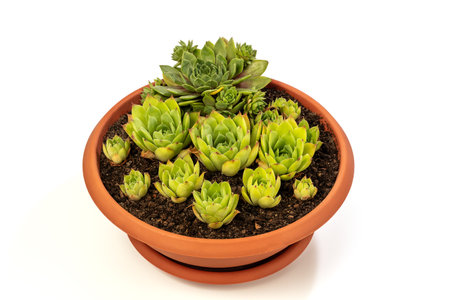 Sempervivum tectorum, commonly known as Common Houseleek in a flower pot with manny outgrowing offshoots isolated on white background. Clipping Path Included.の写真素材