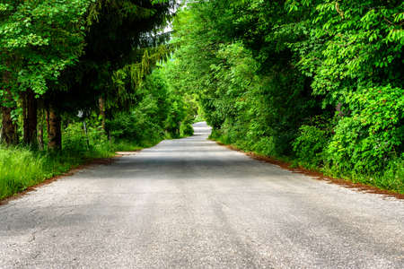Country road with trees in a sunny spring day. Wavy rural road.の写真素材
