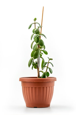 Succulent houseplant Crassula (jade plant, lucky plant, money plant or money tree) in a pot isolated with clipping mask on white backgroundの写真素材