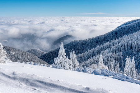 Breathtaking winter fairy tale scene in the mountains. The morning sun illuminates the snowy forest and meadow with its rays passing through the fog.の写真素材
