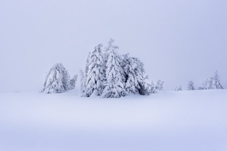 Surreal winter scene in the mountains with snow covered and frozen fir trees. Frosty outdoor scene of the mountain valley. Beauty of nature concept background.の写真素材