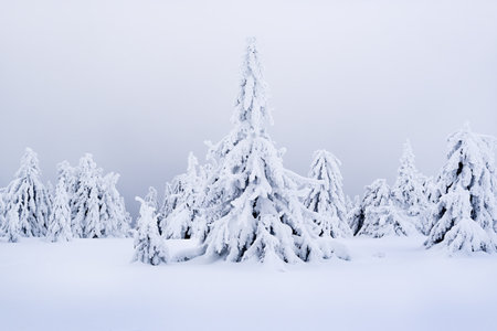 Surreal winter scene in the mountains with snow covered and frozen fir trees. Frosty outdoor scene of the mountain valley. Beauty of nature concept background.の写真素材