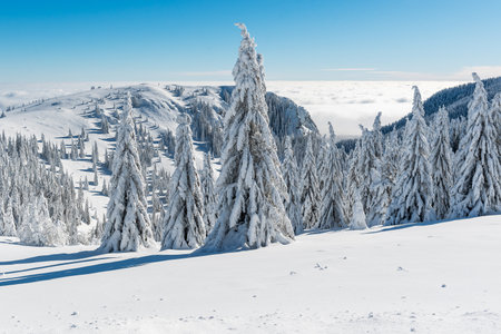 Breathtaking winter fairy tale scene in the mountains. The morning sun illuminates the snowy forest and meadow with its rays passing through the fog.の写真素材
