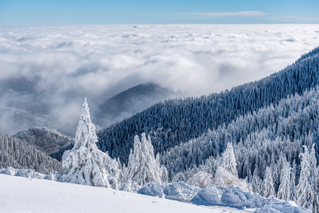 Breathtaking winter fairy tale scene in the mountains. The morning sun illuminates the snowy forest and meadow with its rays passing through the fog.の写真素材