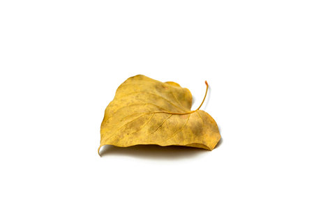 Dried yellow autumn leaf of linden tree on white background, autumn leafの写真素材