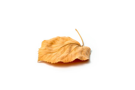 Dried yellow autumn leaf of linden tree on white background, autumn leafの写真素材