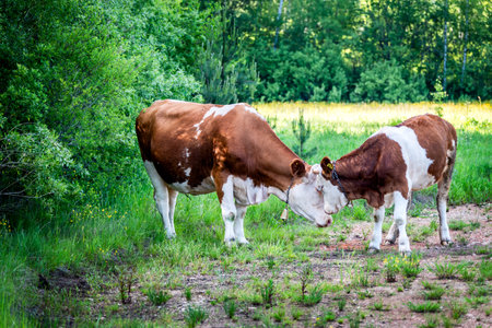 Simmental cow and calf in the highlandsの写真素材