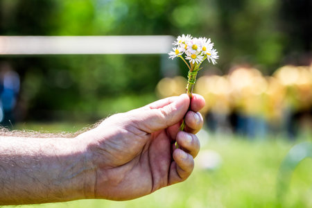 Man hand holding small daisy bouquet in summer countryside, close upの写真素材