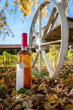 One bottle of the rose wine in autumn vineyard. Harvest timeの写真素材