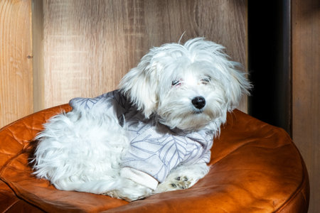 Maltese dog laying at home, dressed after a walk in the coldの写真素材