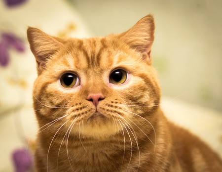 guilty catの写真素材