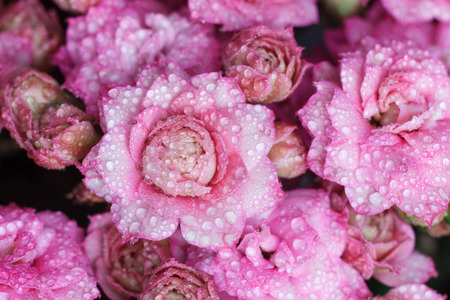 Blossfeldiana Kalanchoe close-up with dewの写真素材