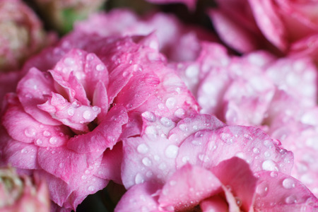 Blossfeldiana Kalanchoe close-up with dewの写真素材