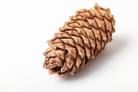 cedar pine cone on a white backgroundの写真素材