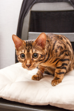 kitten of a Bengal cat lays on a chairの写真素材
