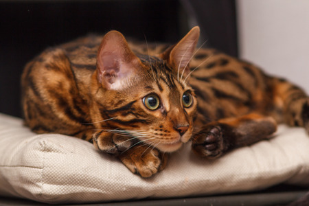 kitten of a Bengal cat lays on a chairの写真素材