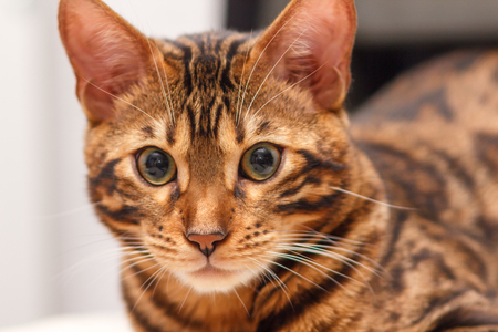 kitten of a Bengal cat lays on a chairの写真素材
